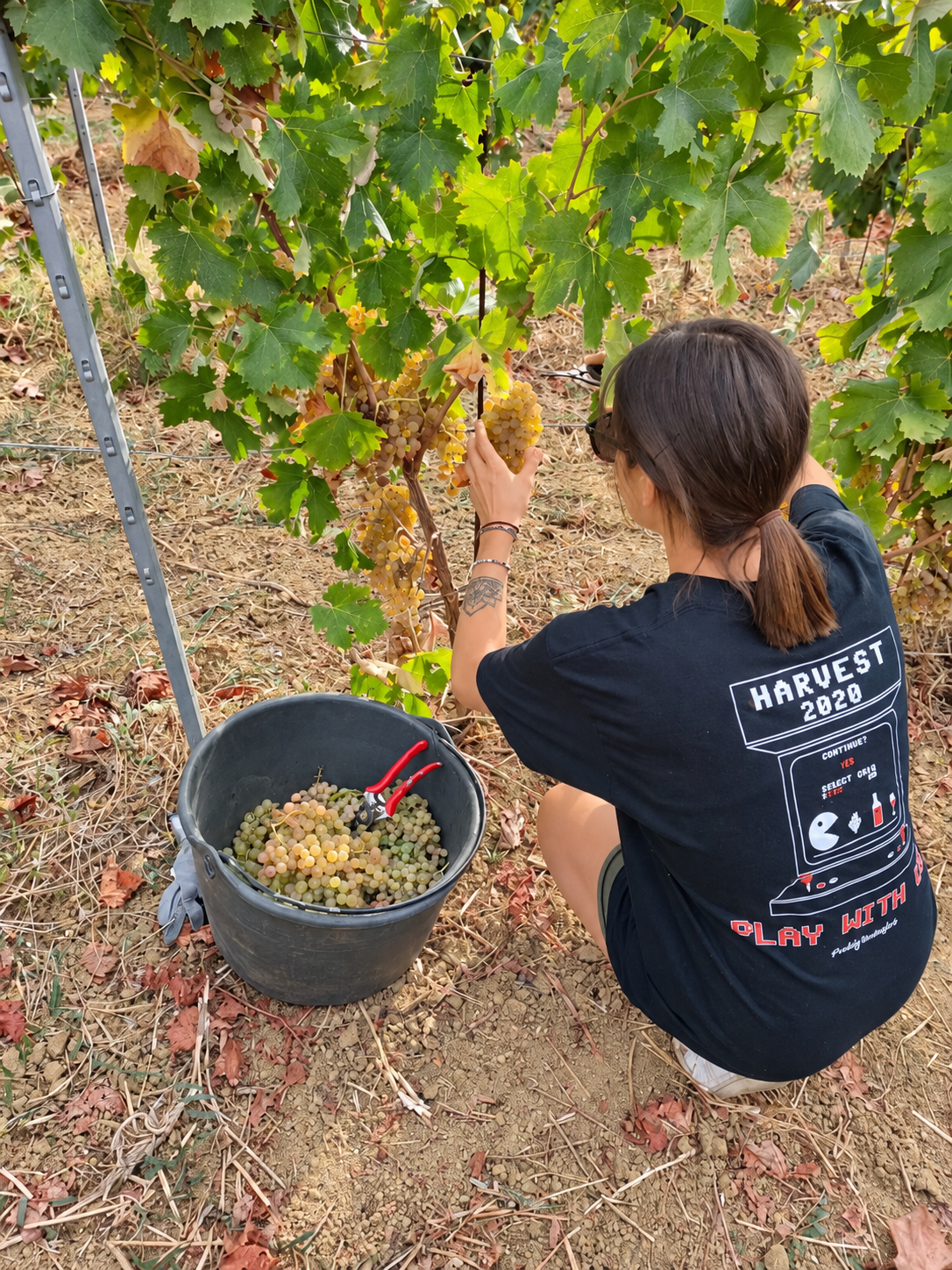 vendemmia adottanti