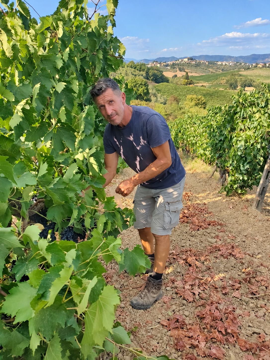 vendemmia claudio