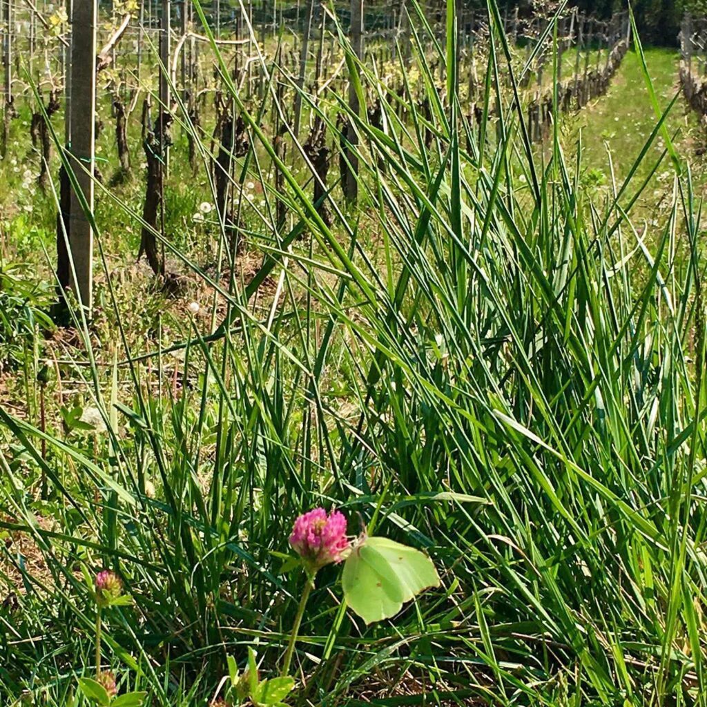 Erbe e fiori tra i filari