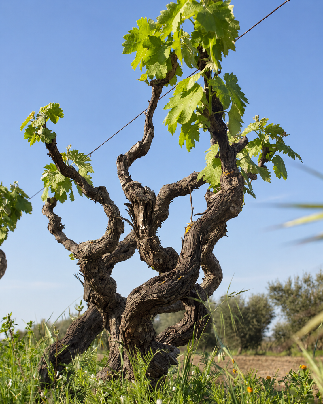 Le forme della vite nel Salento