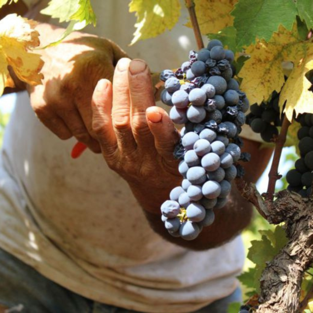 La raccolta dell’uva a La Pruina