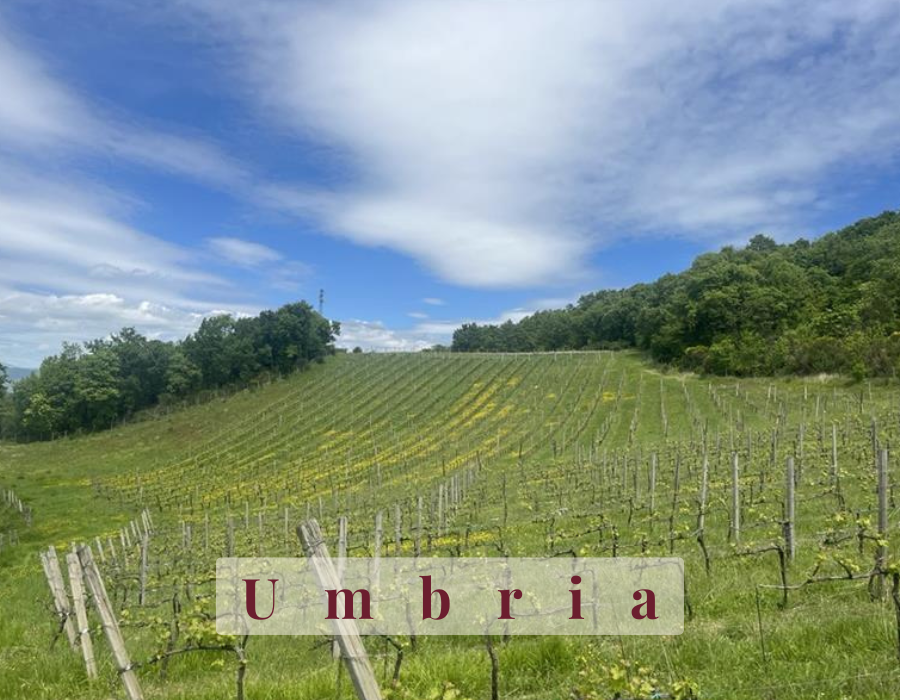 Vigneti di Alfaprivativo in Umbria