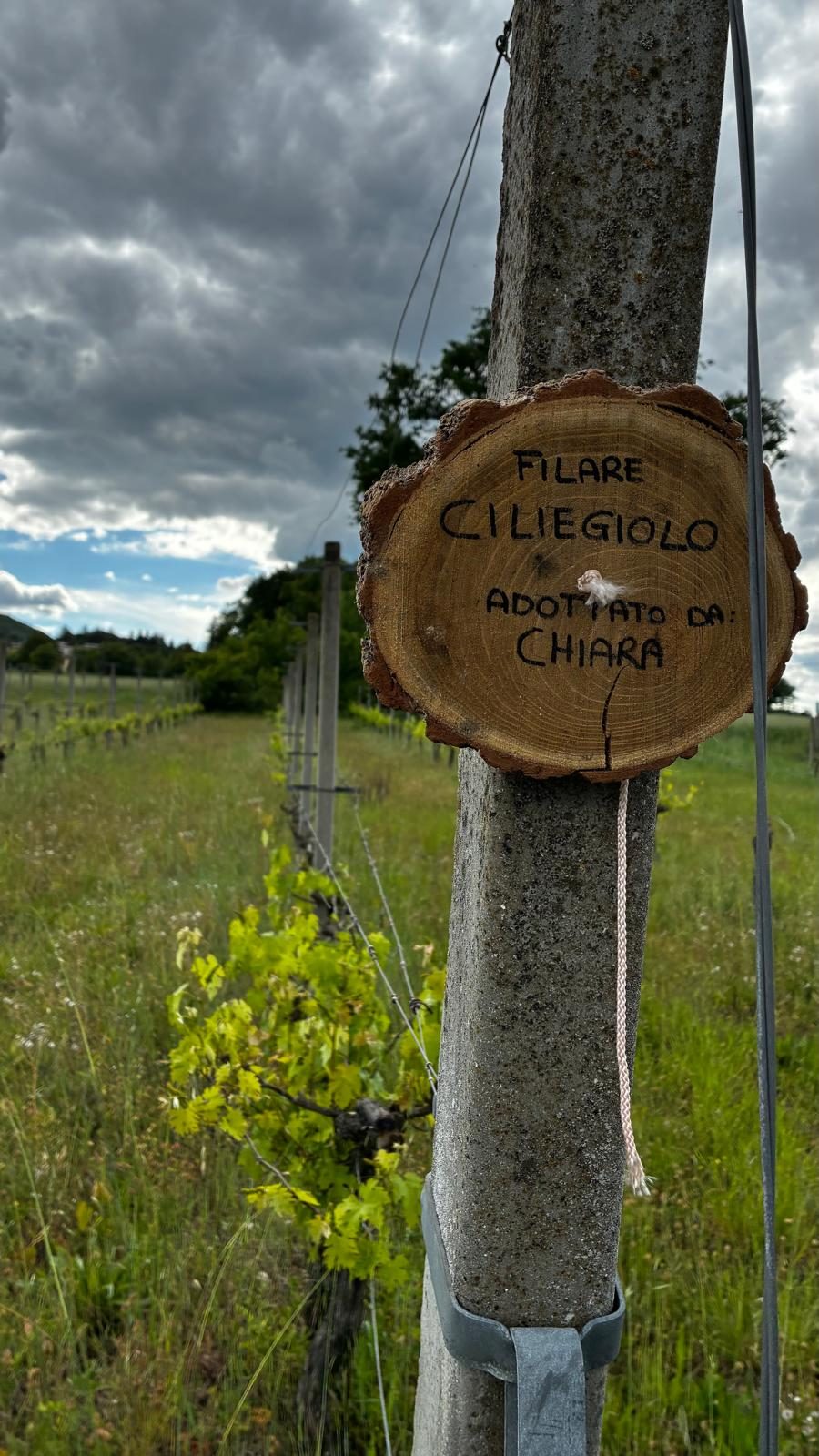 La targhetta in legno di un filare adottato