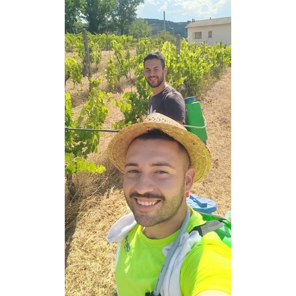 Il lavoro tra i filari di Alfaprivativo