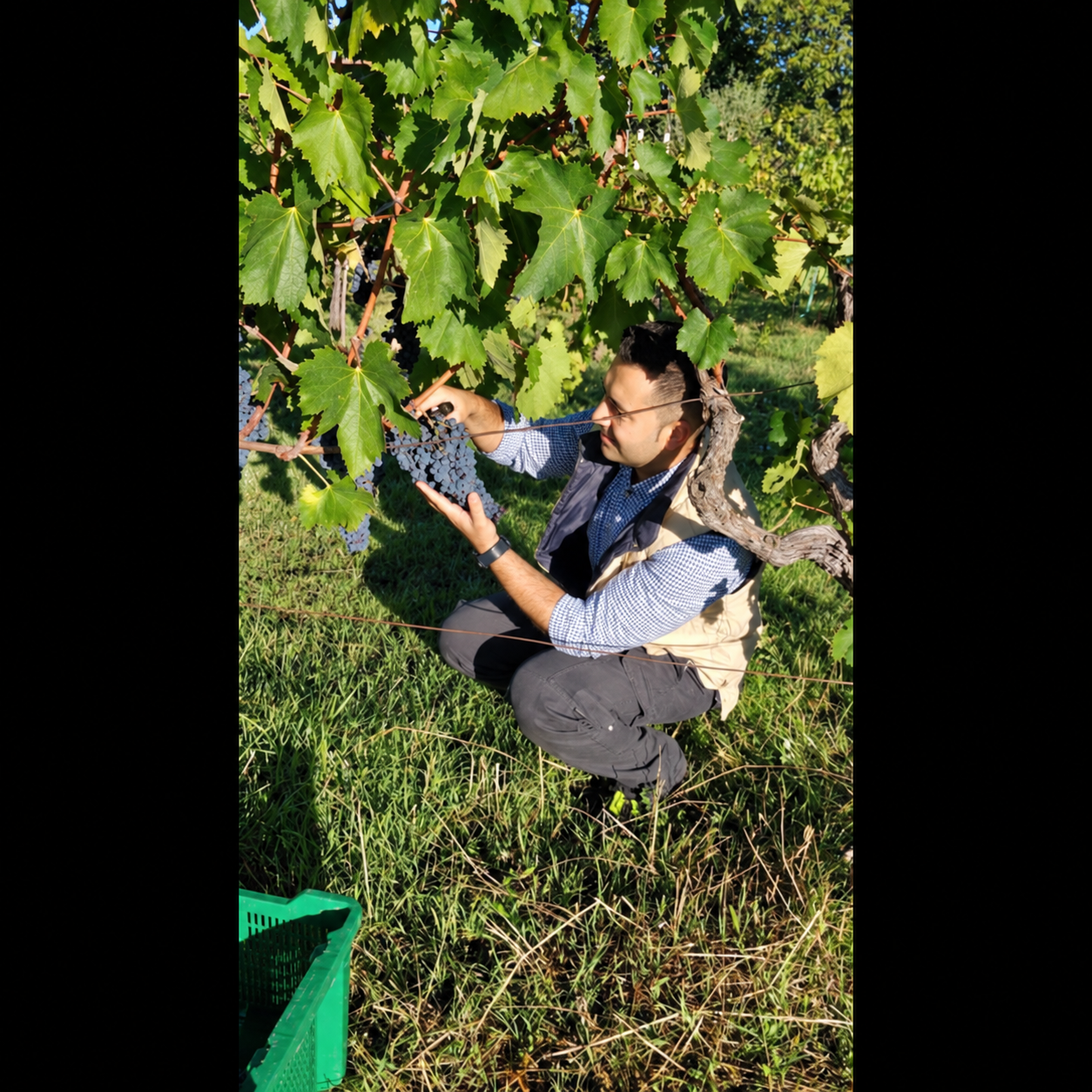 La vendemmia tra i filari di Alfaprivativo